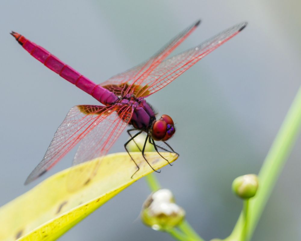 Attract Dragonflies 