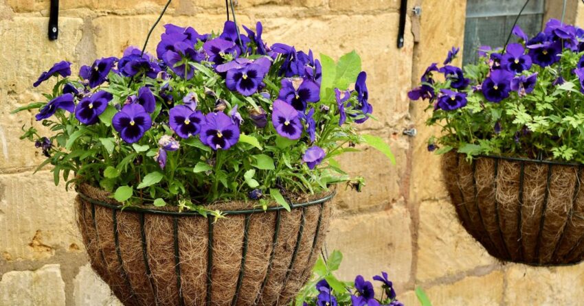 Hanging Basket