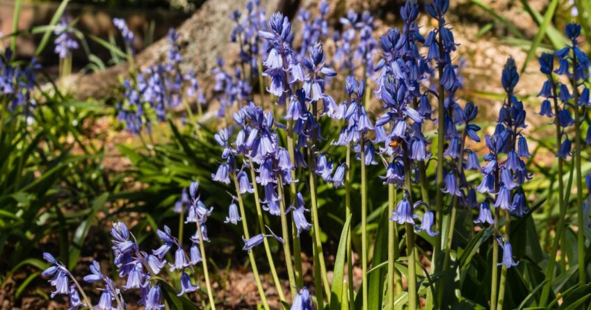 Bluebell growing