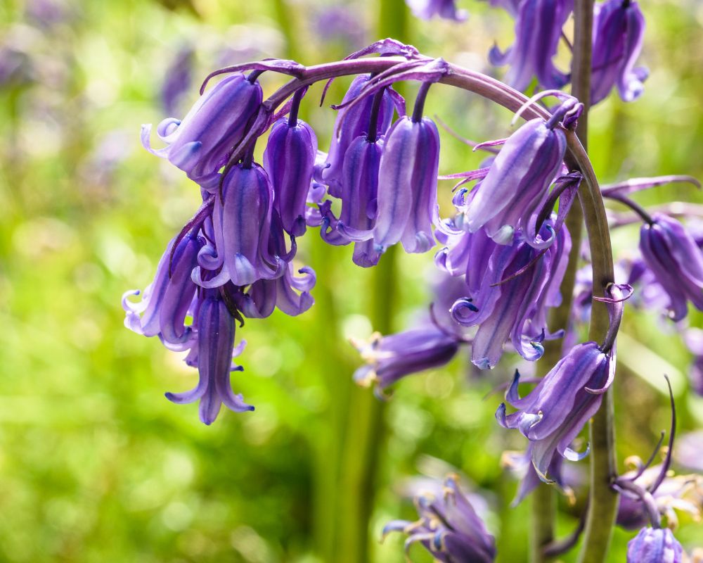 Growing Bluebells