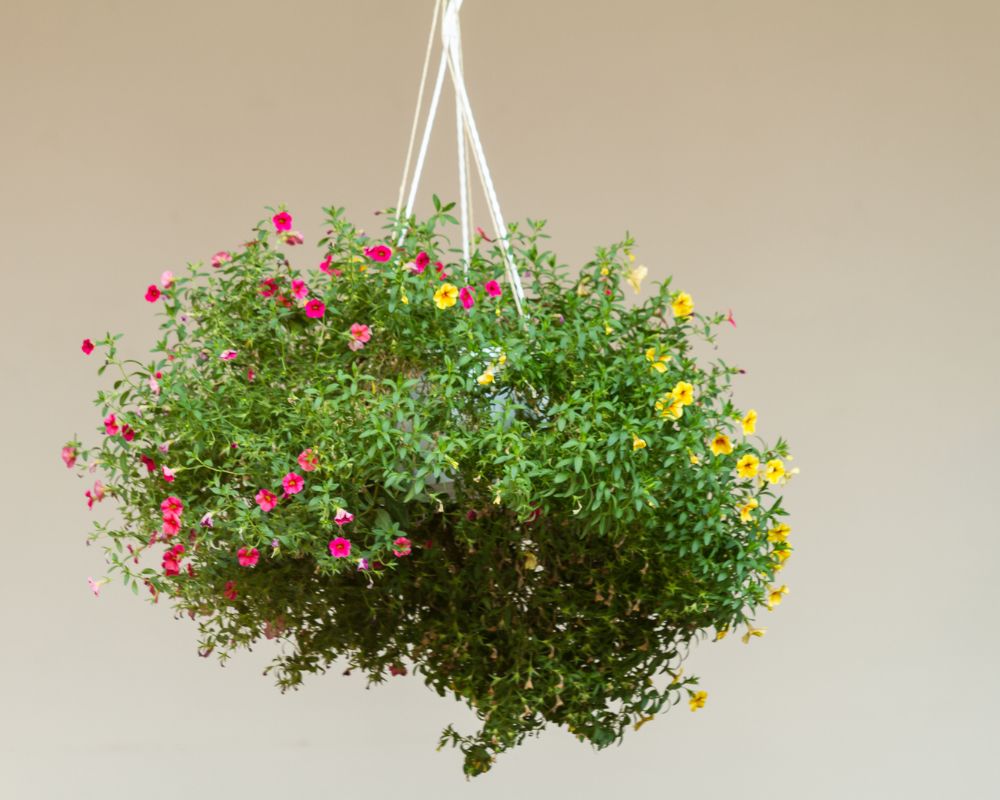 Hanging Basket Mistakes