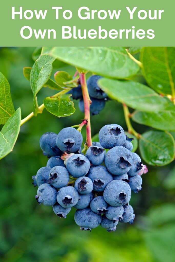 How To Grow Your Own Blueberries