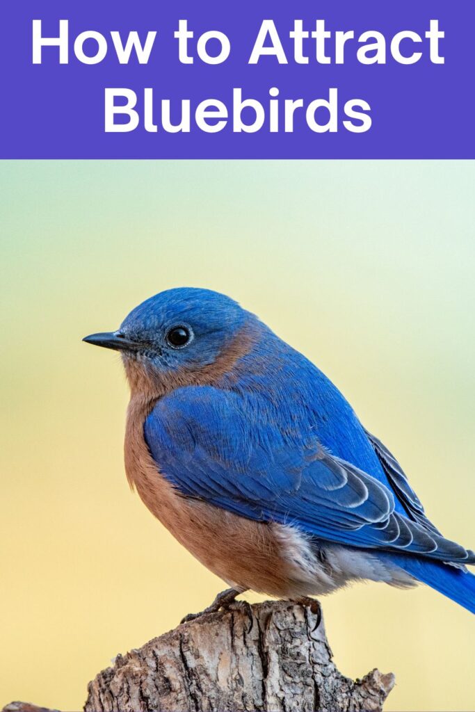 How to Attract Bluebirds