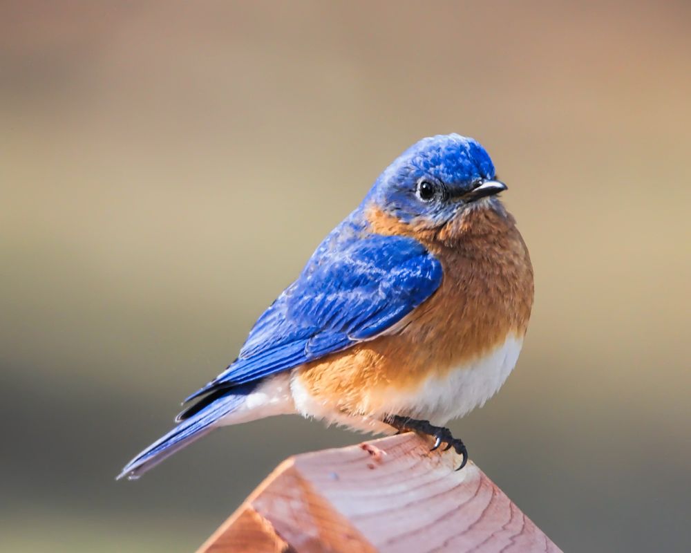 How to Attract Bluebirds