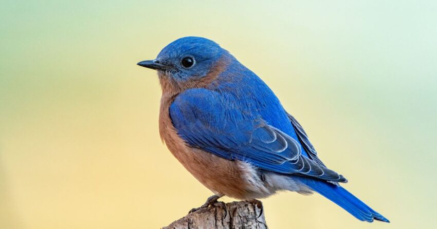 How to Attract Bluebirds