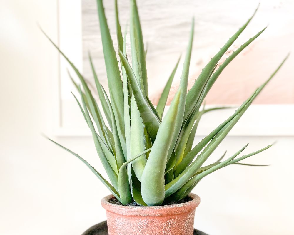 how to grow aloe vera