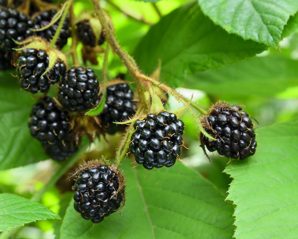 How to Grow Blackberries