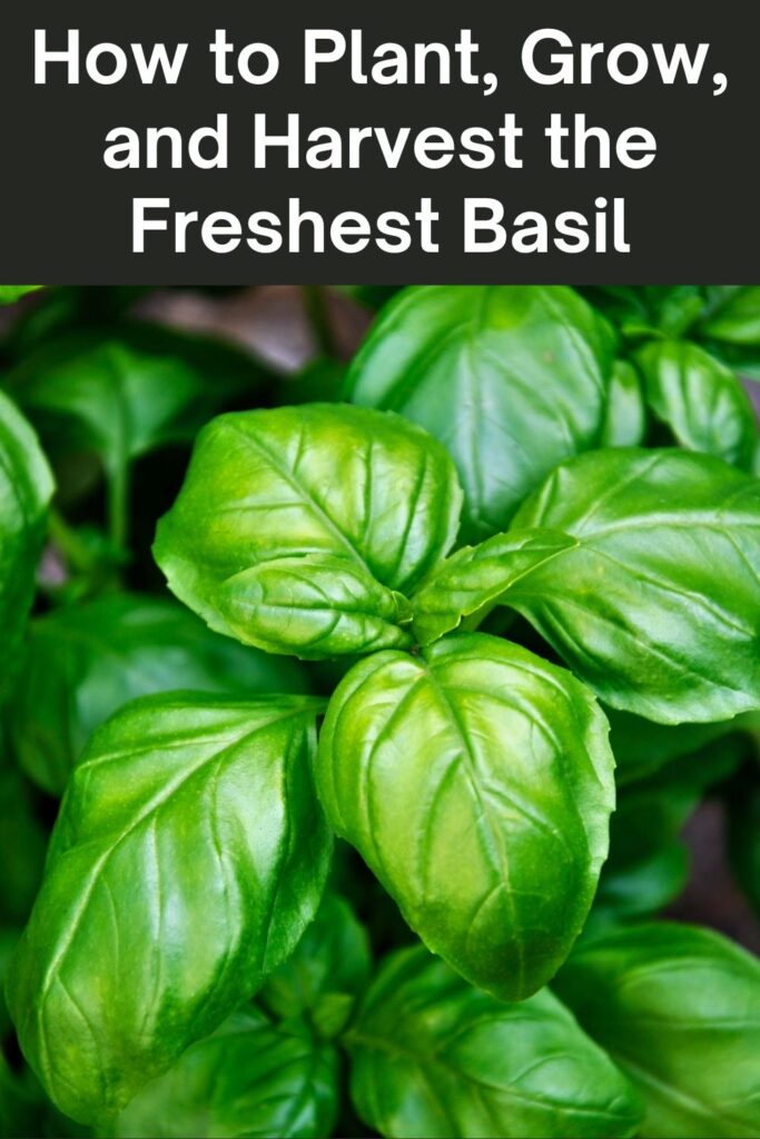 growing basil