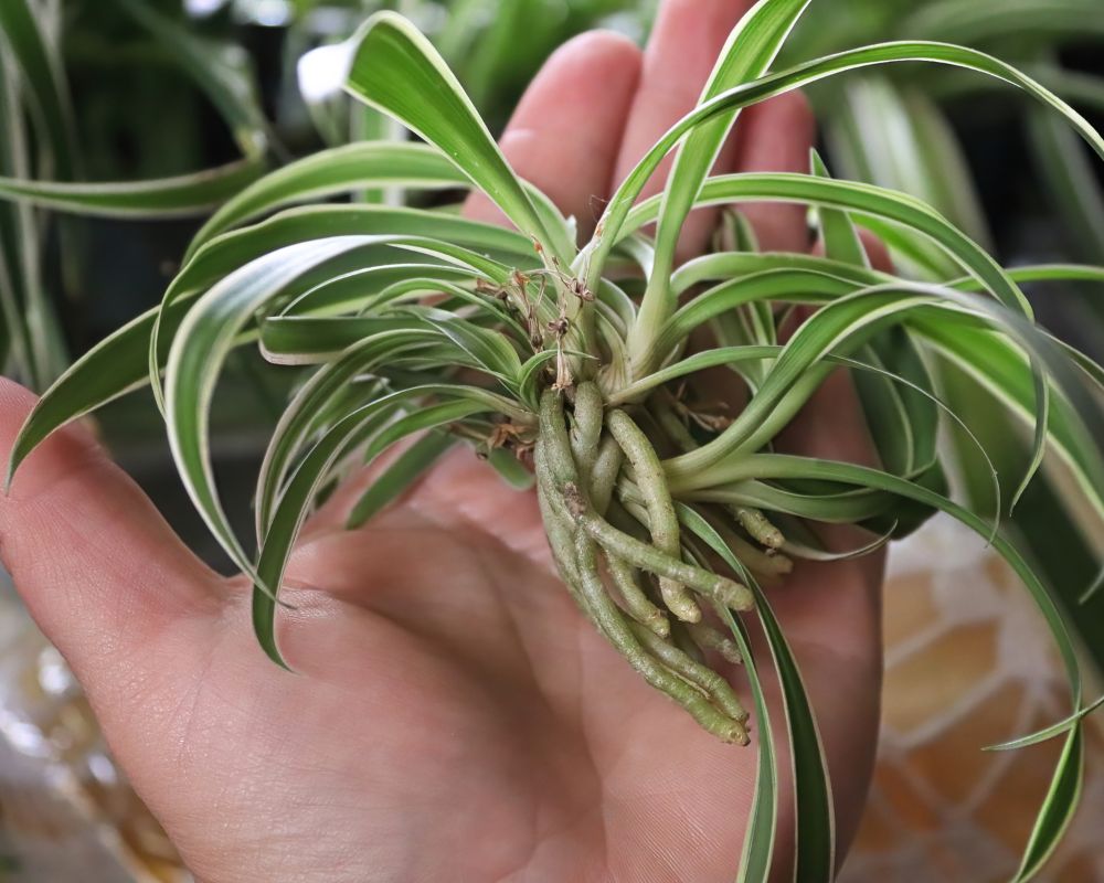 How to Propagate Spider Plants