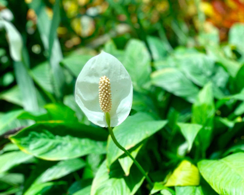 Peace Lily Blooms