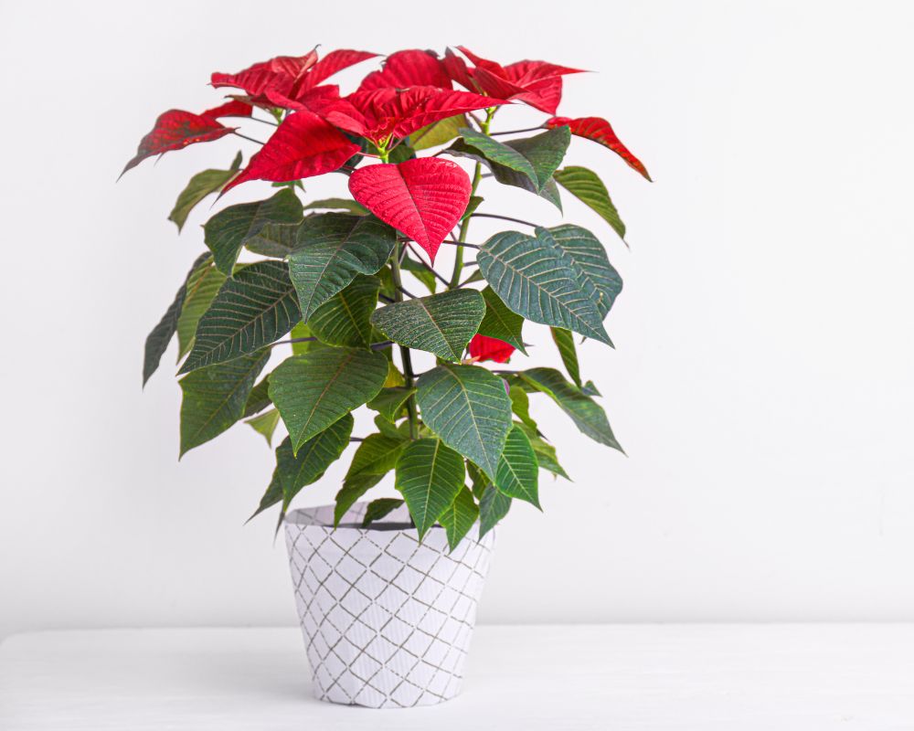 Poinsettia Propagation