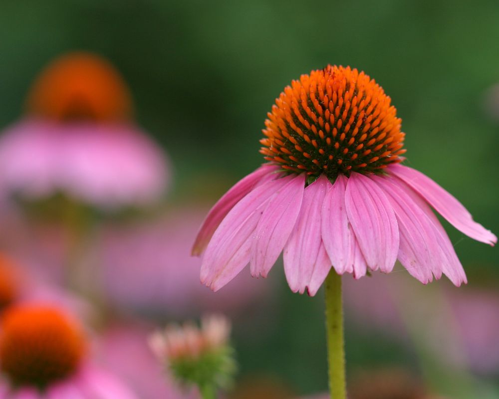 growing coneflowers