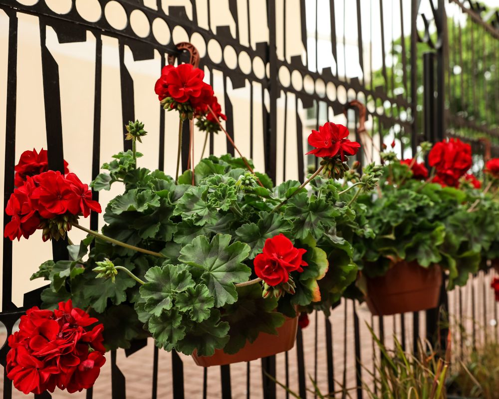 growing geraniums