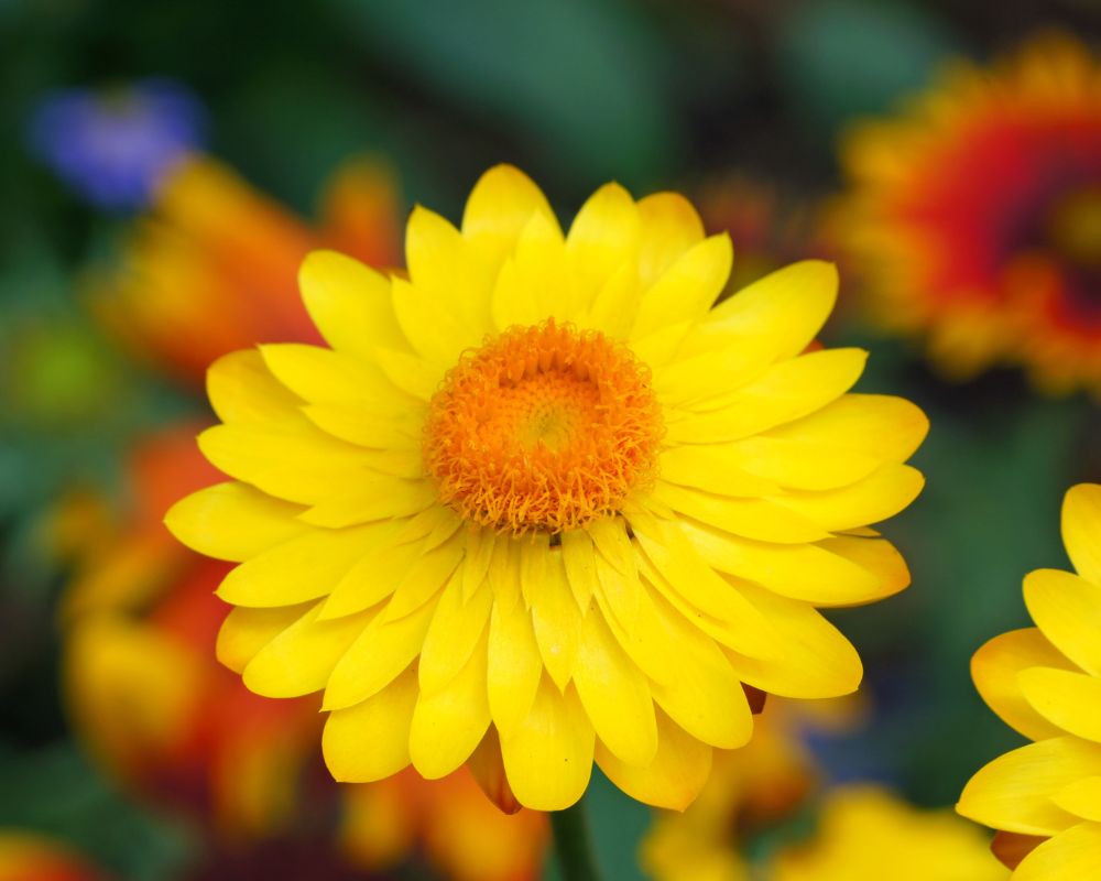 how to grow strawflowers