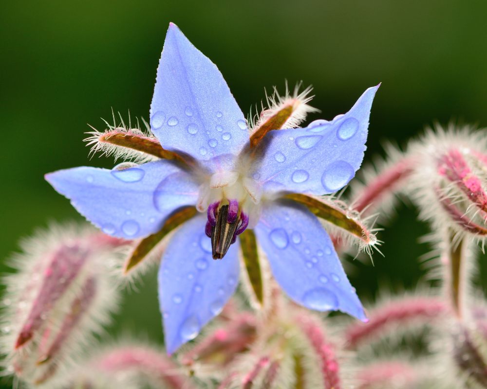 reasons to grow borage