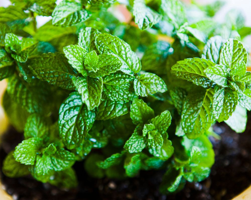 Reasons to Grow Mint