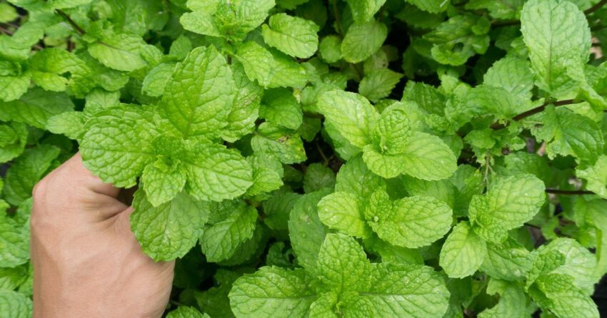 10 Reasons to Grow Mint in Your Garden